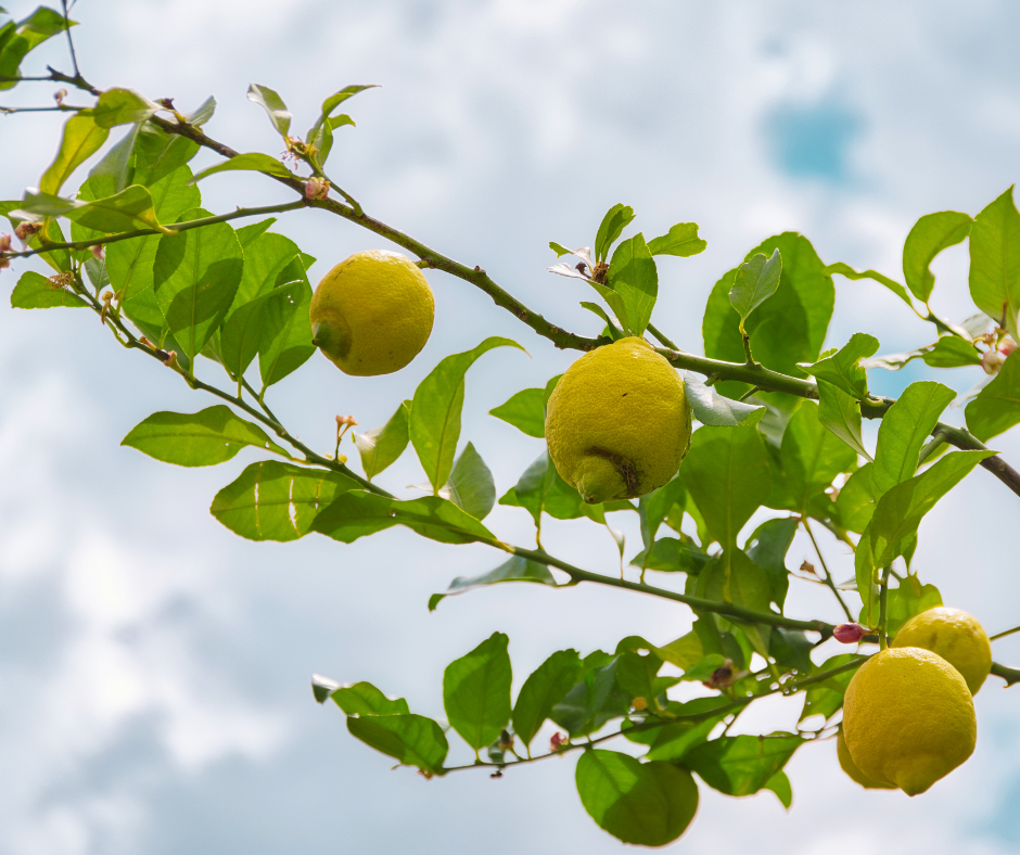 Peppermint Mentha piperita plants essential oils organic 9