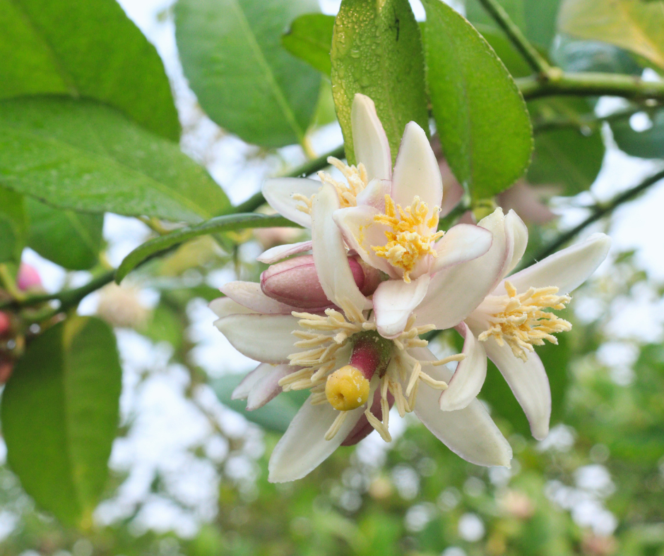 Lemon flowers, Citrus limon Greece