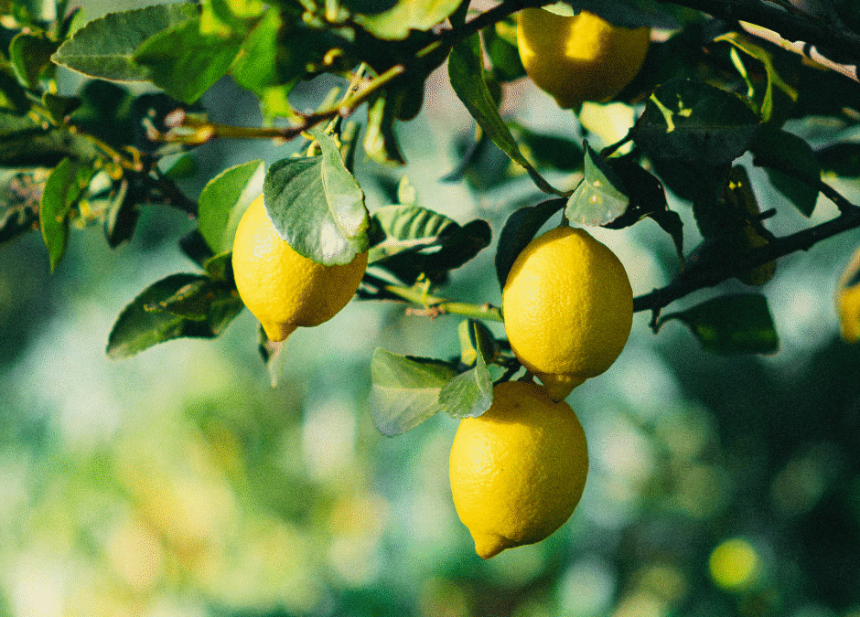 Discover the Powerful Lemon Essential Oil Benefits for Mind & Body