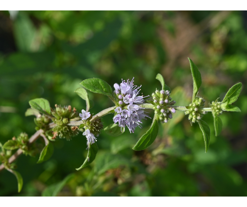 Peppermint Mentha piperita plants essential oils organic 2