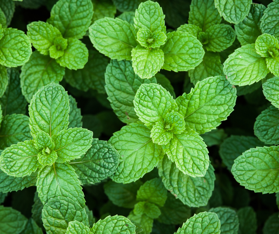 peppermint 5 Peppermint Mentha piperita plants essential oils organic 9