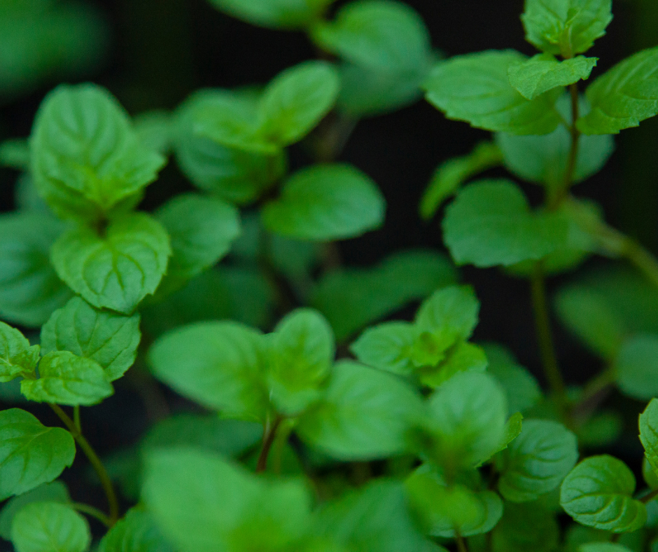 Peppermint Mentha piperita plants essential oils organic 4