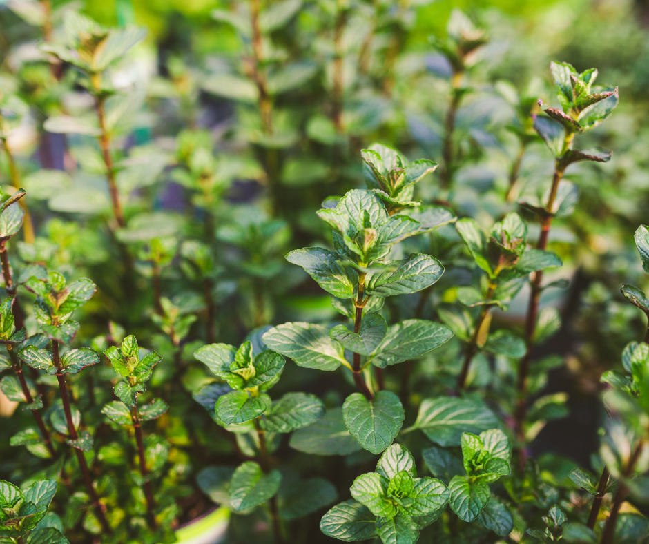 peppermint 8 Peppermint Mentha piperita plants essential oils organic 3